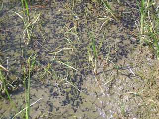 Natterjack tadpoles at Gronant ponds